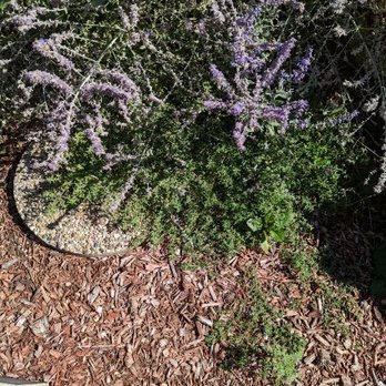 Weed Man - weeds - Pest Control Near Me - East Dundee, Illinois