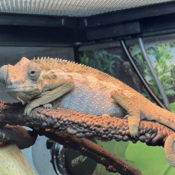5280 Reptile Room - West - Reptile Shops Near Me - Wheat Ridge, Colorado 5280 Reptile Room - West - Reptile Shops Near Me - Wheat Ridge, Colorado