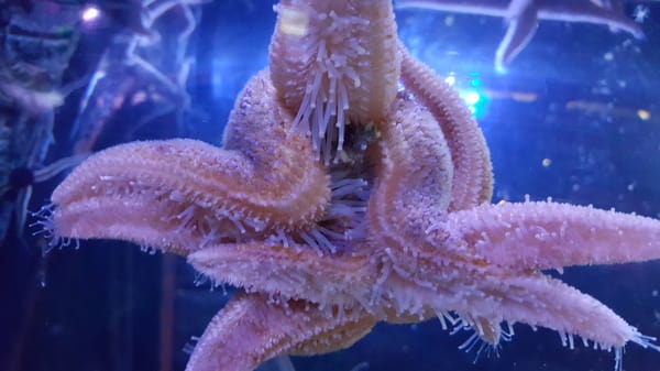 National SEA LIFE Centre Birmingham by null