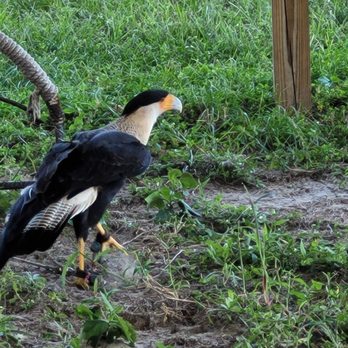 1. The Avian Reconditioning Center