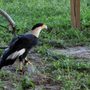 Photo of The Avian Reconditioning Center