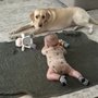Animal Care Center of Pasco County