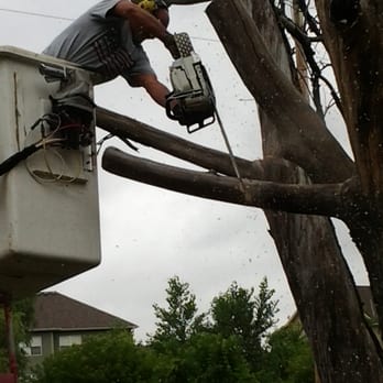 Overgrown Tree Service - Tree Services Near Me - Ham Lake, Minnesota Overgrown Tree Service - Tree Services Near Me - Ham Lake, Minnesota