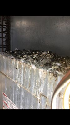 Service - Bed bug heat treatment, bird droppings removal rodent control Service - Bed bug heat treatment, bird droppings removal rodent control