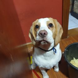 KFC - My dog