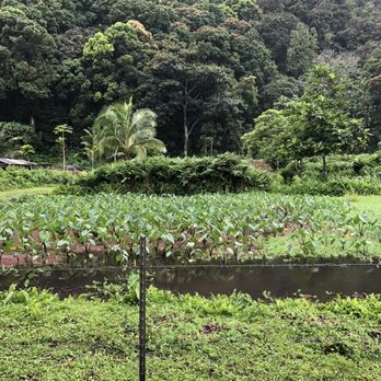 Waipio Valley Shuttle - Taro fields - Tours Near Me - Honokaa, Hawaii