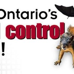 Need Pest Control 10 Photos Pest Control Kitchener On