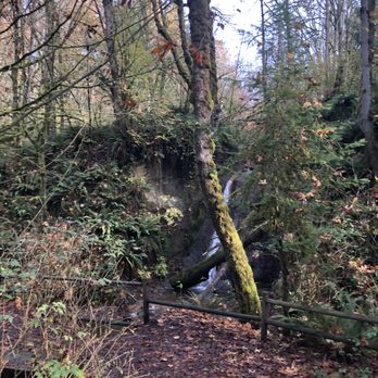 Coal Creek Natural Area - What greenery! - Parks Near Me - Bellevue, Washington Coal Creek Natural Area - What greenery! - Parks Near Me - Bellevue, Washington