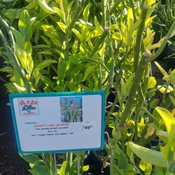 A & P Nursery