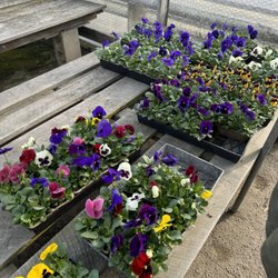 Pasqua Florist & Greenhouse