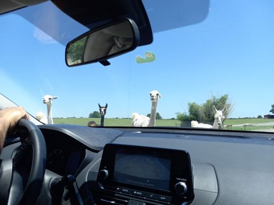 Tennessee Safari Park by null