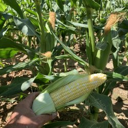 KiDZ Corn