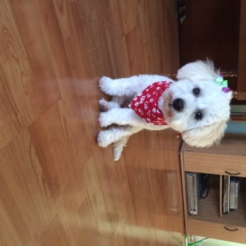 Pet's Plaza Grooming - Pet Groomers Near Me - Westminster, California