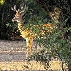 Dos Plumas Hunting Ranch - Nice 4x3 whitetail