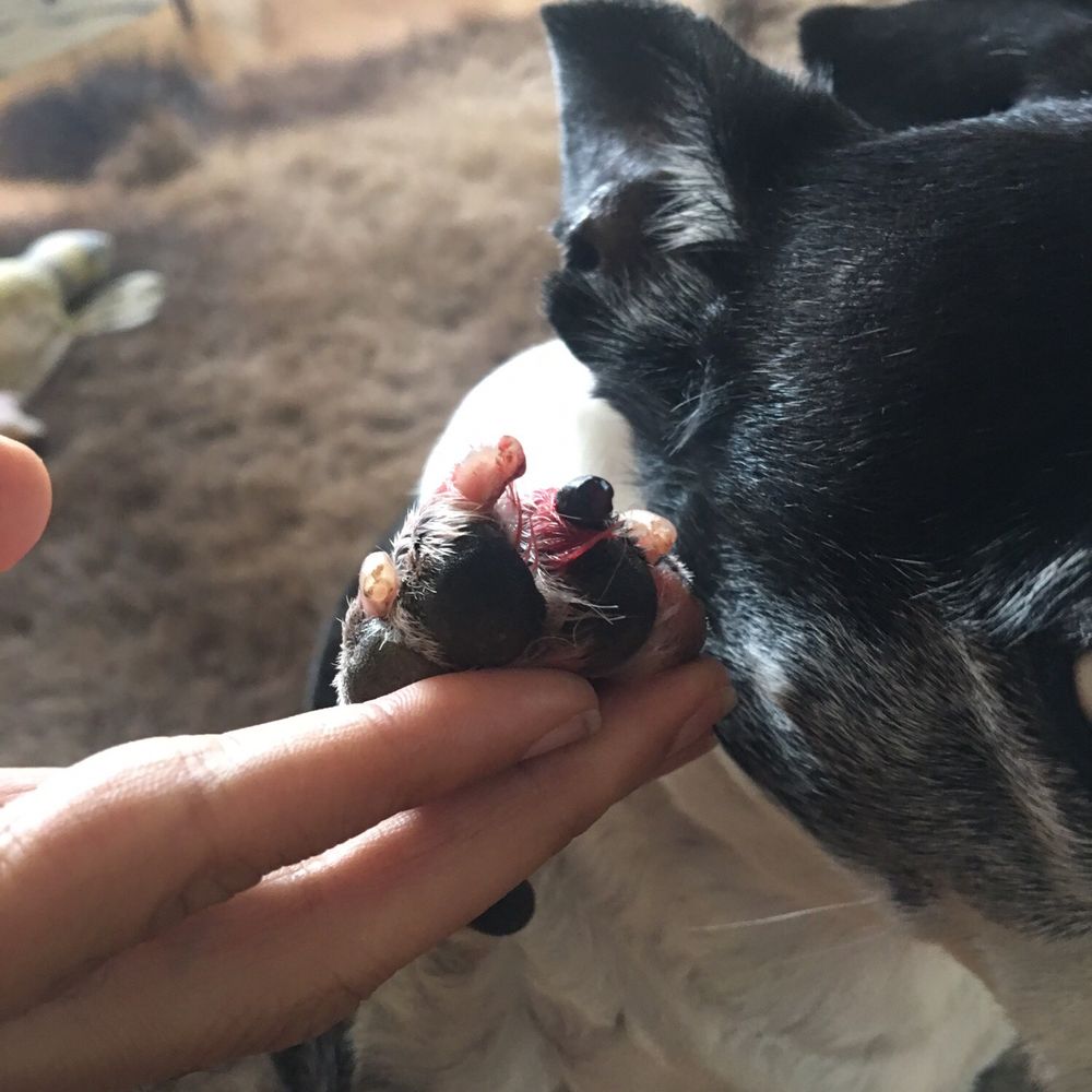 Camp Bow Wow - This is 10 hours after his nails were trimmed at 8am. #campbowwow - Pet Boarding Near Me - New Orleans, Louisiana Camp Bow Wow - This is 10 hours after his nails were trimmed at 8am. #campbowwow - Pet Boarding Near Me - New Orleans, Louisiana