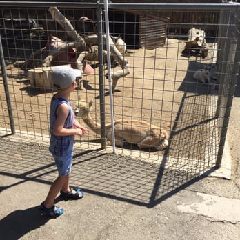 Applegate Park Zoo - The pet zoo is my sons favorite part. 50 cents and you can feed them - Zoos Near Me - Merced, California Applegate Park Zoo - The pet zoo is my sons favorite part. 50 cents and you can feed them - Zoos Near Me - Merced, California