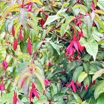 Connie Hansen Garden Conservancy - Botanical Gardens Near Me - Lincoln City, Oregon