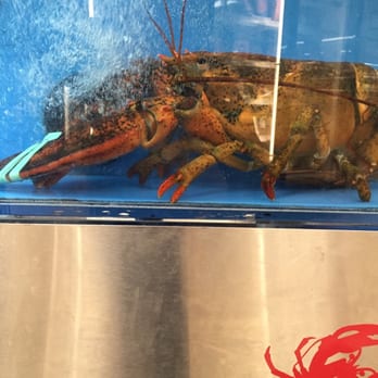 Hazlo International Foods - Giant lobsters in the seafood section - Grocery Near Me - Baltimore, Maryland Hazlo International Foods - Giant lobsters in the seafood section - Grocery Near Me - Baltimore, Maryland