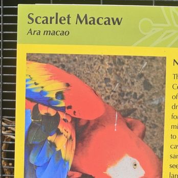 Honolulu Zoo - Macaw - Zoos Near Me - Honolulu, Hawaii