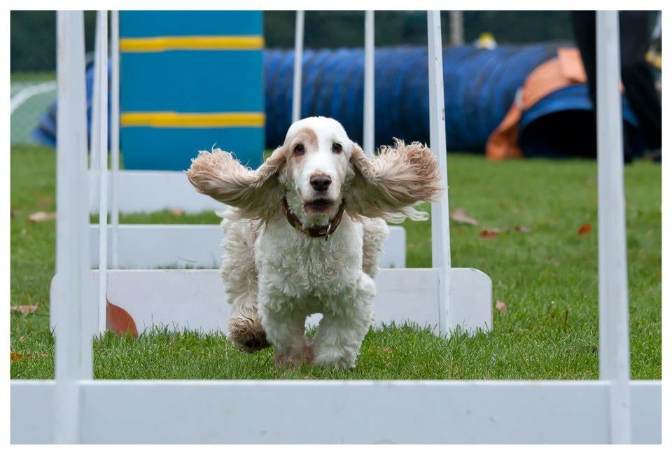 K9 CENTRAL Updated October 2024 22 Photos 2836 Holt Road