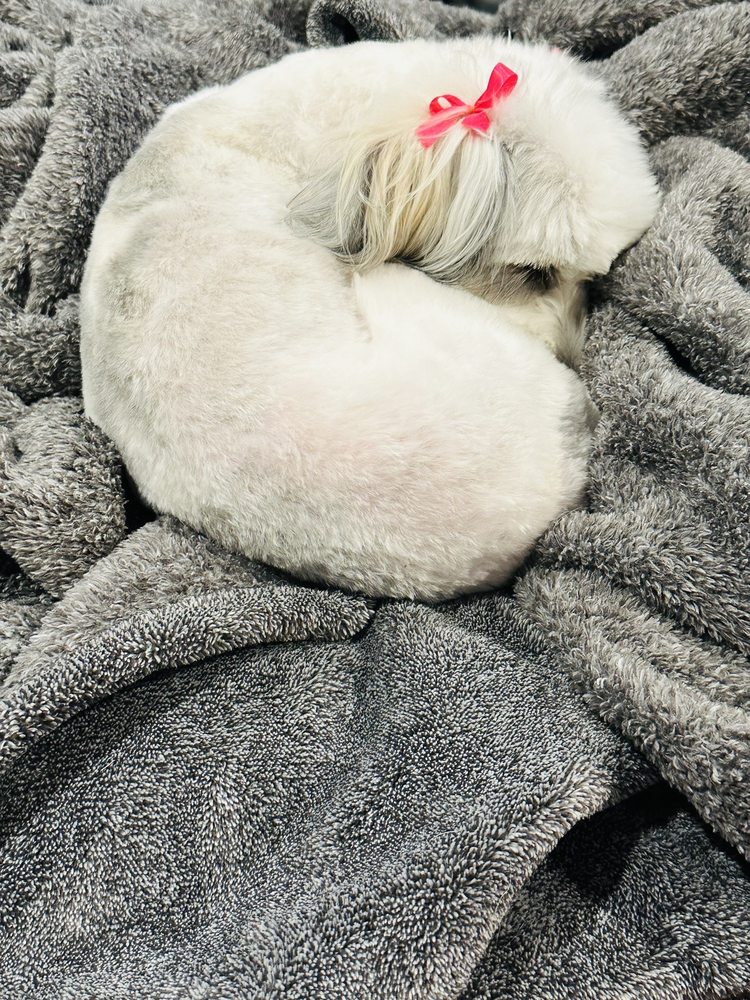 EXPRESS PET GROOMING 26 Photos & 12 Reviews 16485 Springdale St