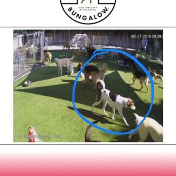 Bow Wow Bungalow - Atlas twin at daycare - Pet Sitting Near Me - Burbank, California
