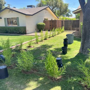 Jaguars Landscaping - During Planting - Landscaping Near Me - Phoenix, Arizona