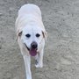 Photo of Dog Fit Unlimited