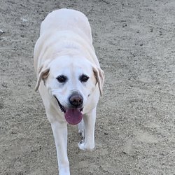 Dog Fit Unlimited