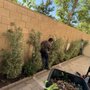 Photo of Joel Alba's Garden Services