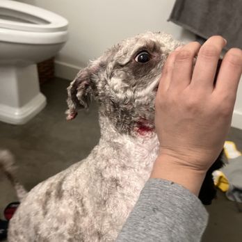 Alessandro Pet Spa - Her scab came off from the groomers - Pet Groomers Near Me - Los Angeles, California