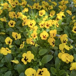 Bemis Upland Springs Floral