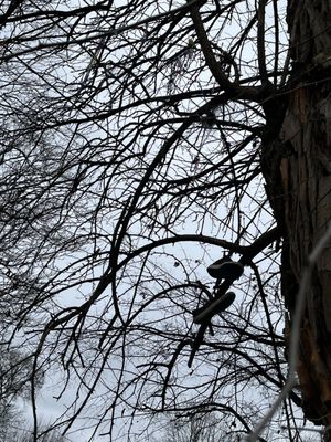 The Witches' Tree by null
