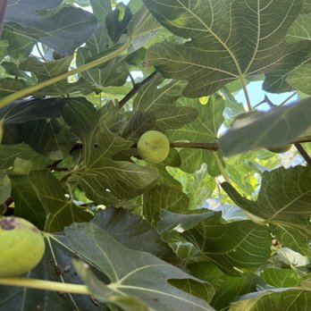 Bakers Bench - Fig tree that is very shady - Bakeries Near Me - Los Angeles, California Bakers Bench - Fig tree that is very shady - Bakeries Near Me - Los Angeles, California