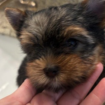 Playful Teacup Puppies - Precious - Pet Breeders Near Me - Riverside, California