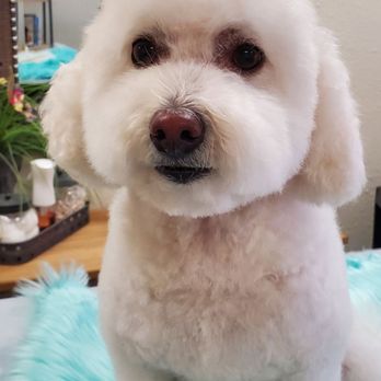 Coleen's Grooming - Cute and clean - Pet Groomers Near Me - Norco, California Coleen's Grooming - Cute and clean - Pet Groomers Near Me - Norco, California