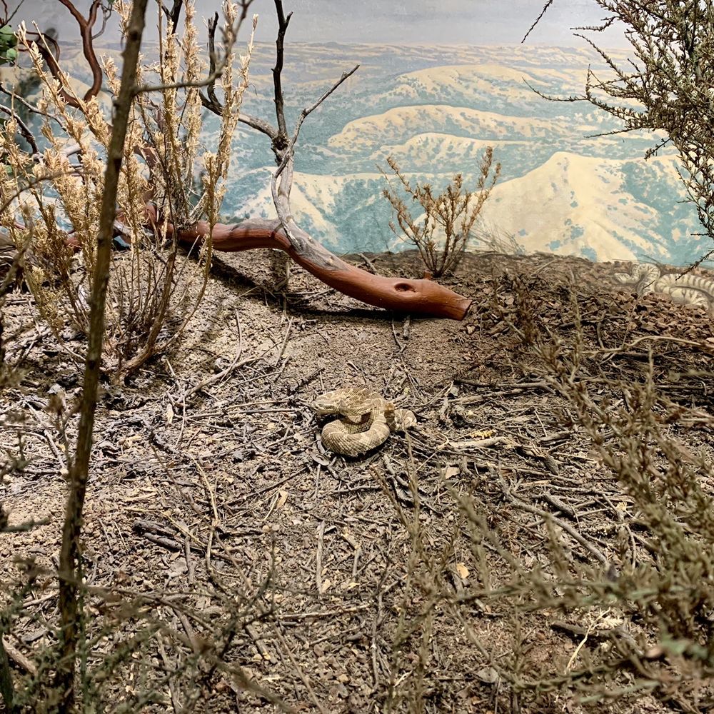 Mount Diablo State Park - Not a real snake. - Parks Near Me - Clayton, California
