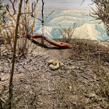 Mount Diablo State Park - Not a real snake. - Parks Near Me - Clayton, California