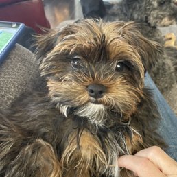 Tucker!!! Shorkie Tucker!!! Shorkie