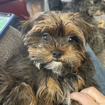 Barb's Precious Pups - Tucker!!! Shorkie - Pet Breeders Near Me - Las Vegas, Nevada Barb's Precious Pups - Tucker!!! Shorkie - Pet Breeders Near Me - Las Vegas, Nevada