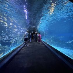Adventure Aquarium - Shark tunnel