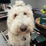 Photo of Happy Tails Kennel
