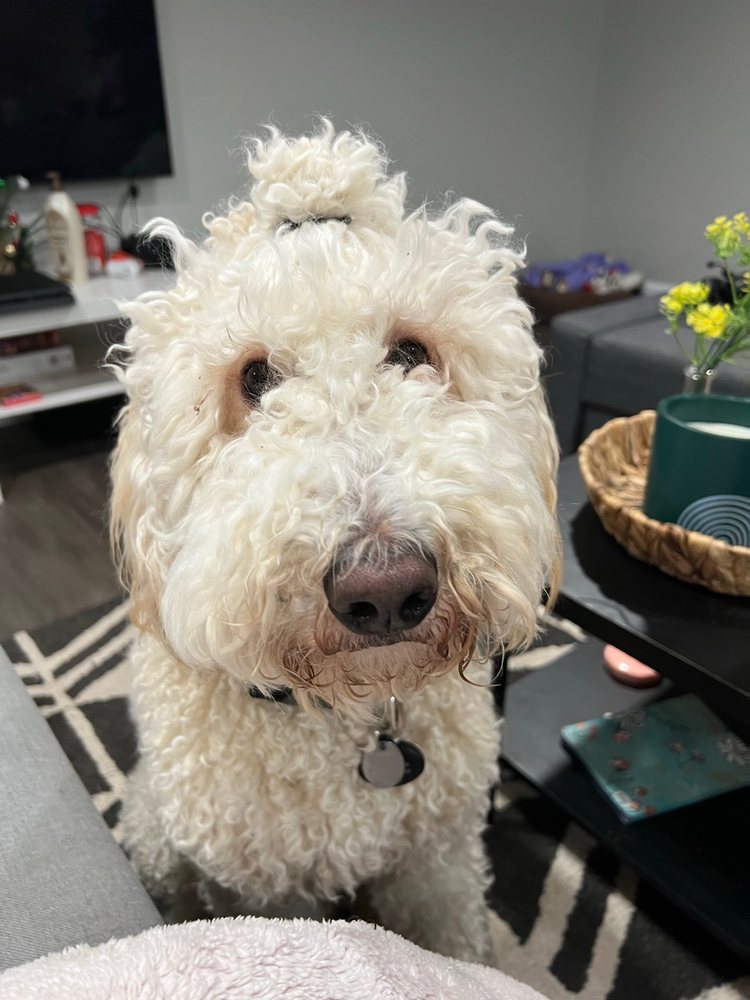 HAPPY TAILS KENNEL Updated September 2024 16 Reviews 10002 Pioneer Mill Rd, Concord, North