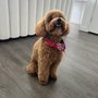 Photo of Orlando Dog Training