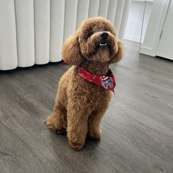 Orlando Dog Training
