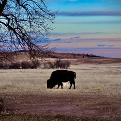 Sacred Storm Buffalo - Buffalo graze at sunset just minutes from the Black Hills--Sacred Storm Meats & Treats stands where tradition meets breathtaking beauty.
