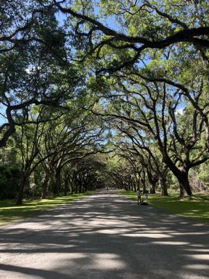 Wormsloe Historic Site by null