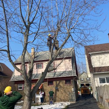 The Davey Tree Expert Company - Tree Services Near Me - Lancaster, New York The Davey Tree Expert Company - Tree Services Near Me - Lancaster, New York