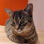 Photo of Felius Cat Café & Rescue