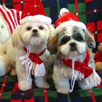 Gleaming Barkus - Maizy & Mandy - Pet Groomers Near Me Gleaming Barkus - Maizy & Mandy - Pet Groomers Near Me